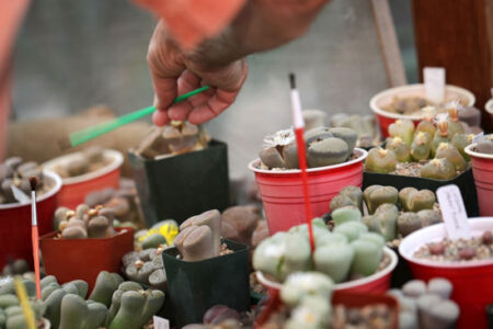 How to Grow Your Own Lithops Image